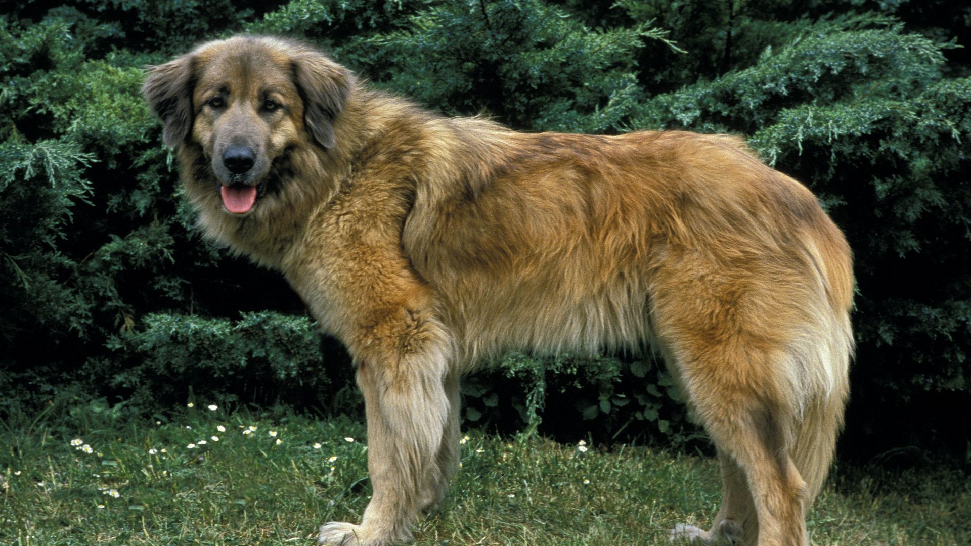 Estrela Mountain Dog
